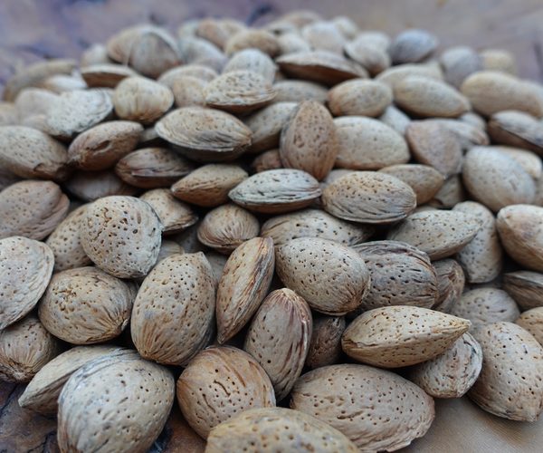 Amandes en coque Ferraduel coque dure 2025