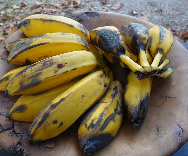 Bananes Cuadrado (carrées) Andalousie