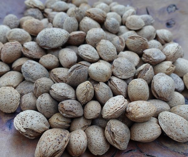 Amandes en coque Marconas coque dure 2025
