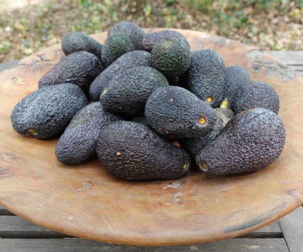 Avocat Hass Andalousie petit calibre