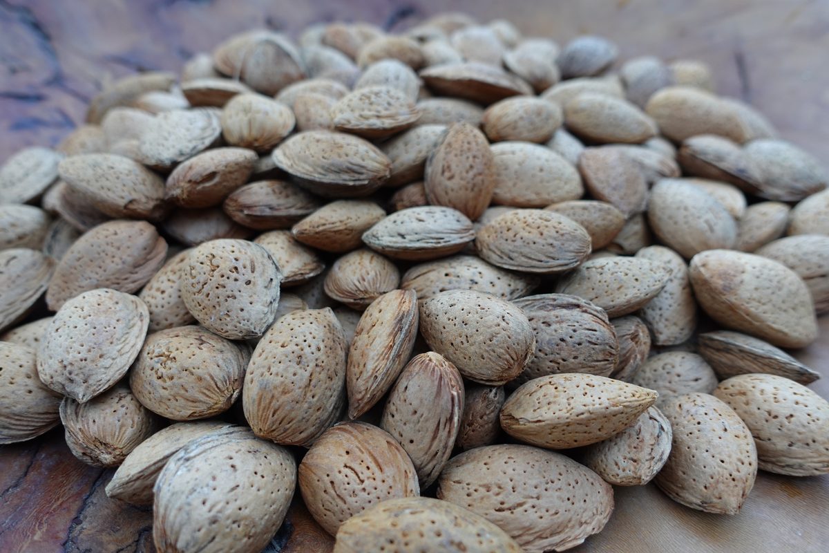 Amandes en coque Ferraduel coque dure 2025