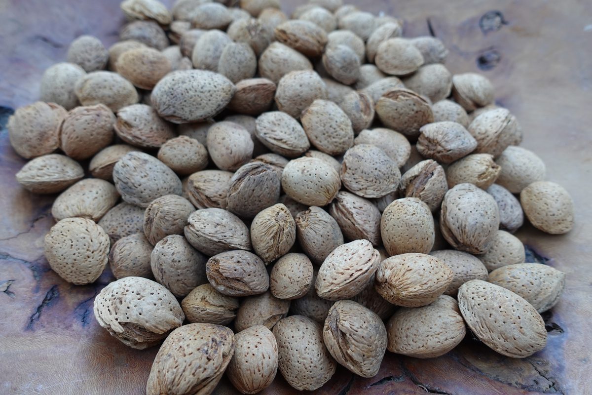 Amandes en coque Marconas coque dure 2025