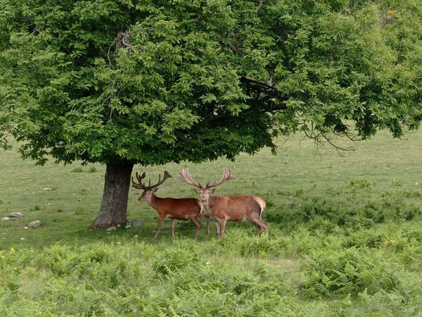 Cerf & biche