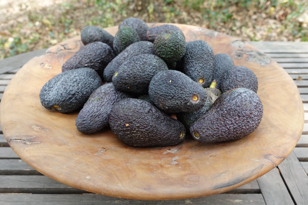 Avocat Hass Andalousie petit calibre