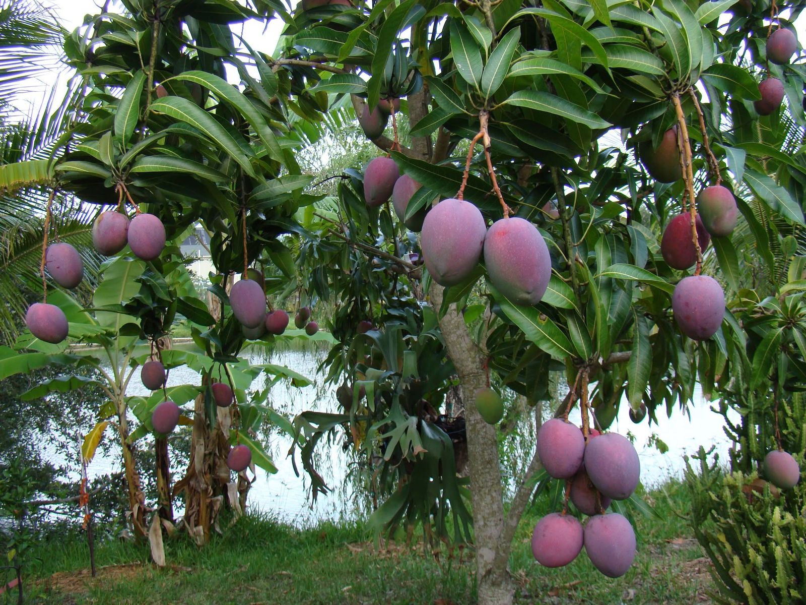 Manguier chargé de fruits mûrs au bord de l'eau