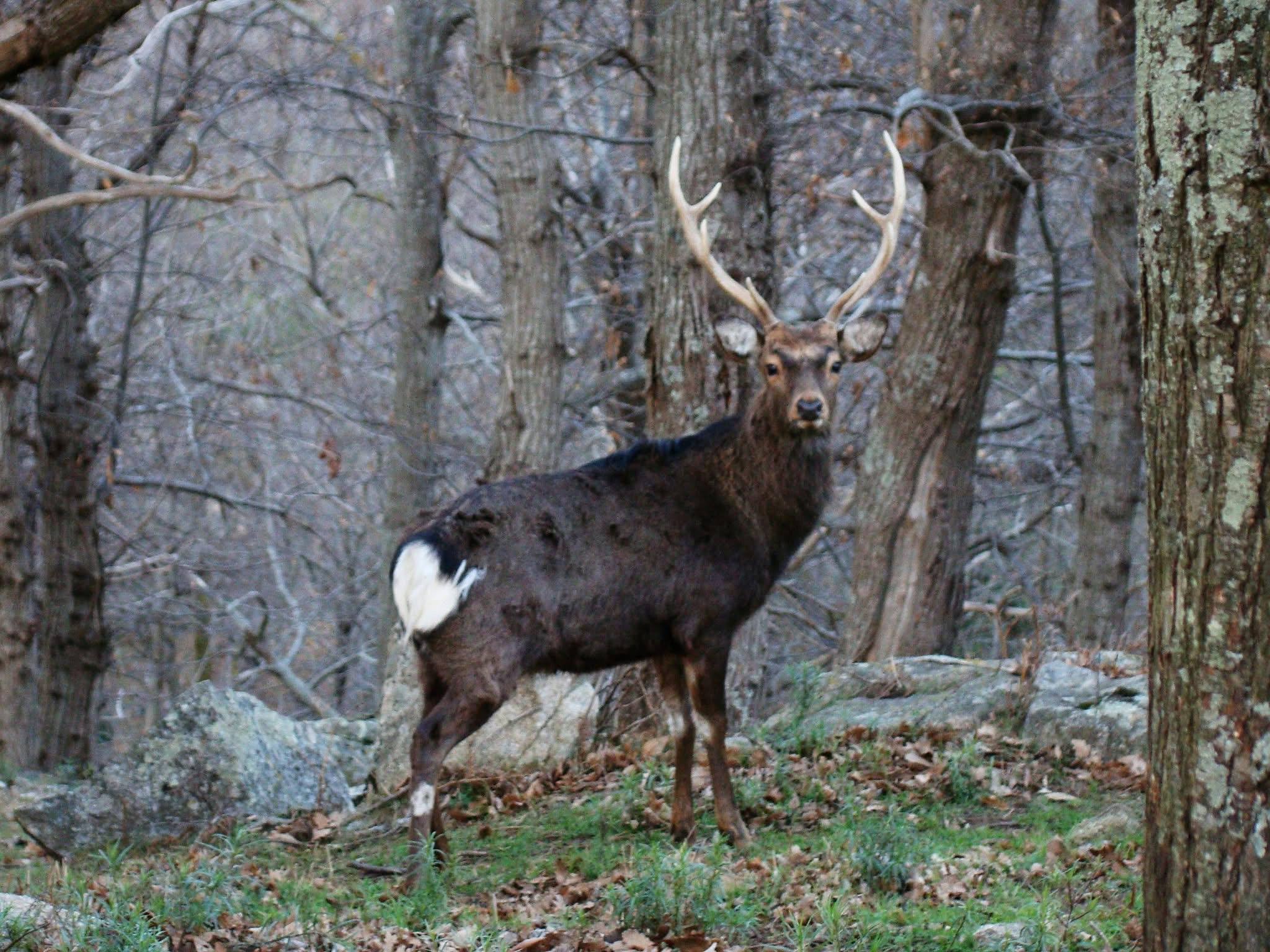 Cerf solitaire dans une forêt d'hiver dénudée